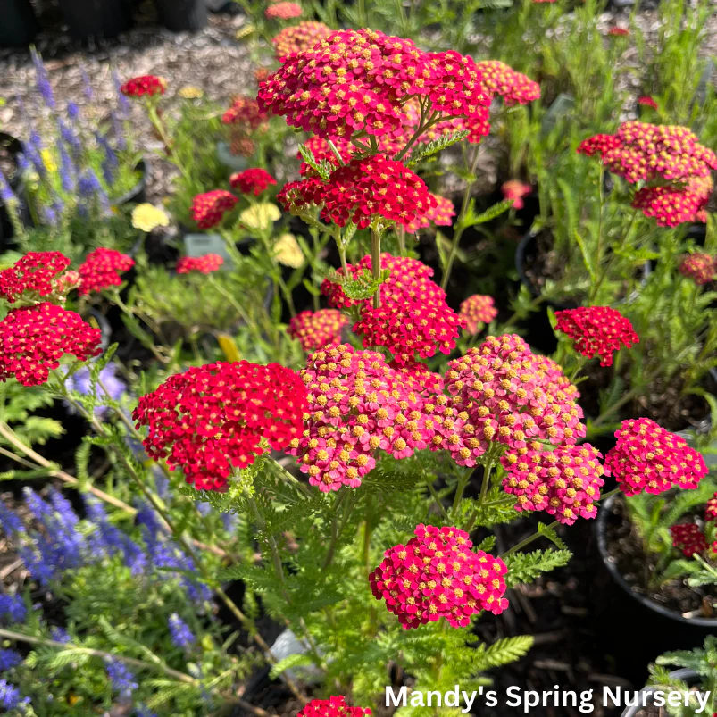 Strawberry Seduction Yarrow | Achillea millefolium 'Strawberry Seduction' - Image 3