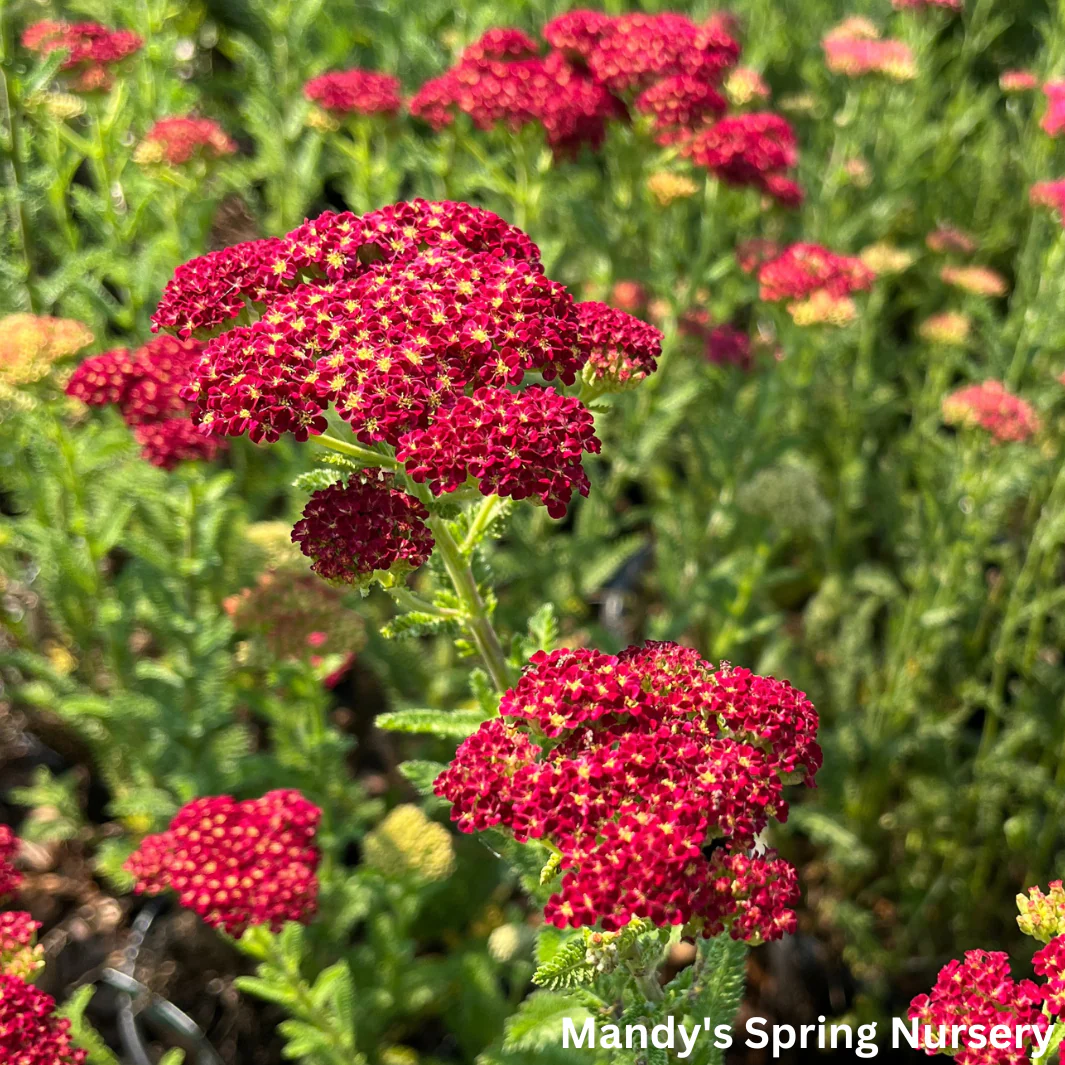 Strawberry Seduction Yarrow | Achillea millefolium 'Strawberry Seduction' - Image 4