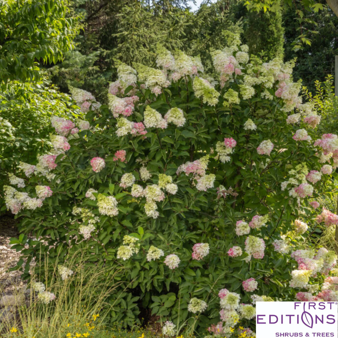 Strawberry Sundae Hydrangea | Hydrangea paniculata - Image 10