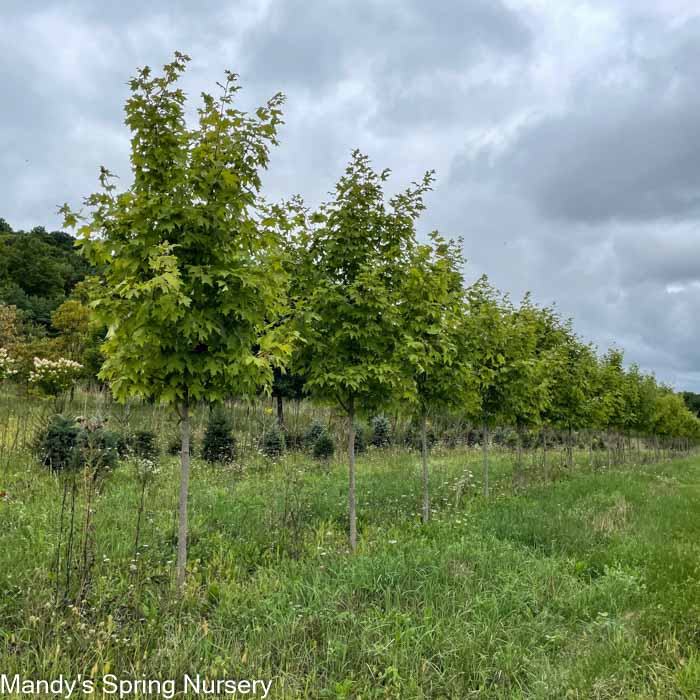 Sugar Maple | Acer saccharum - Image 3