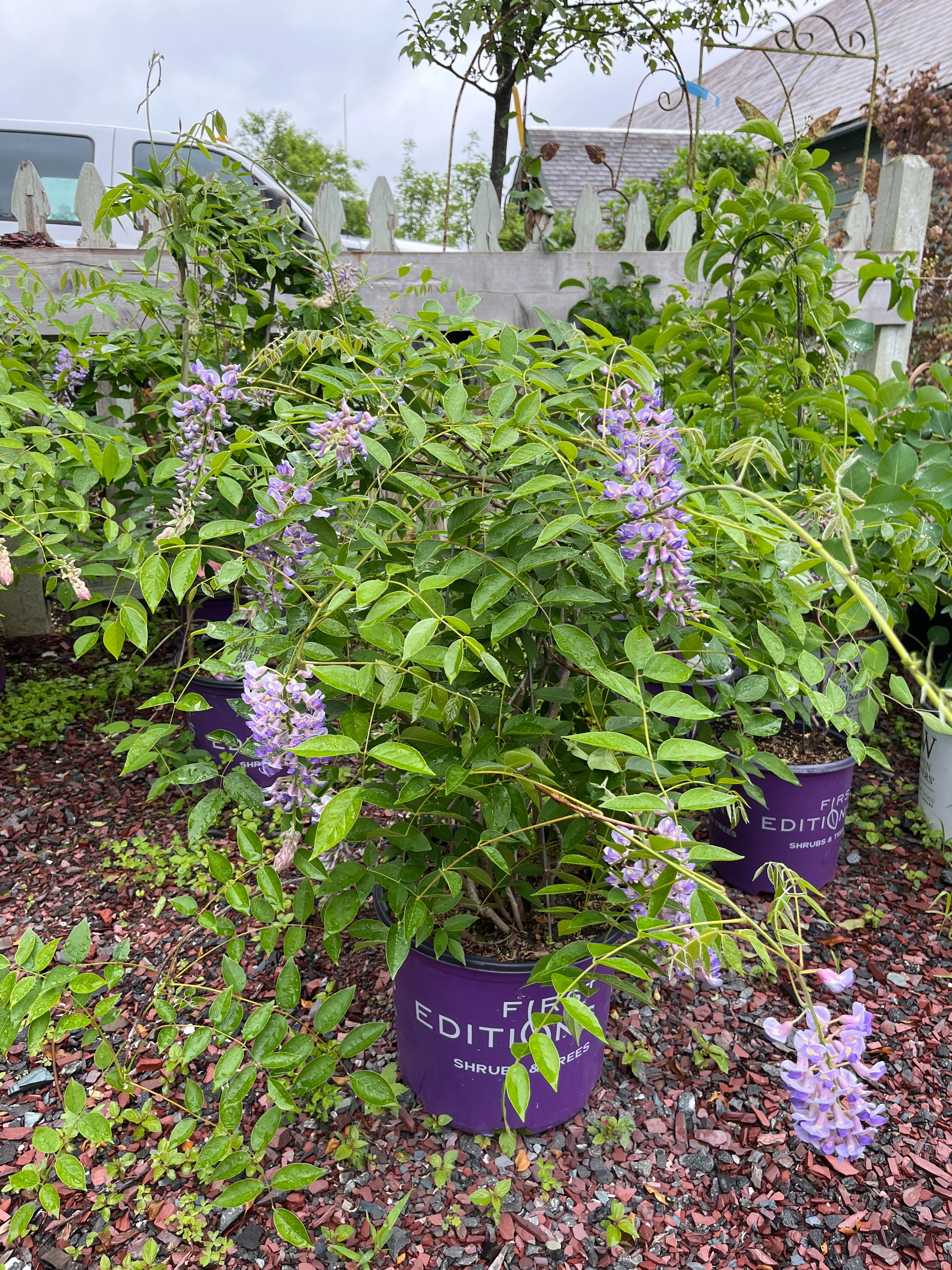 Summer Cascade Wisteria | Wisteria macrostachya 'Betty Matthews' - Image 4