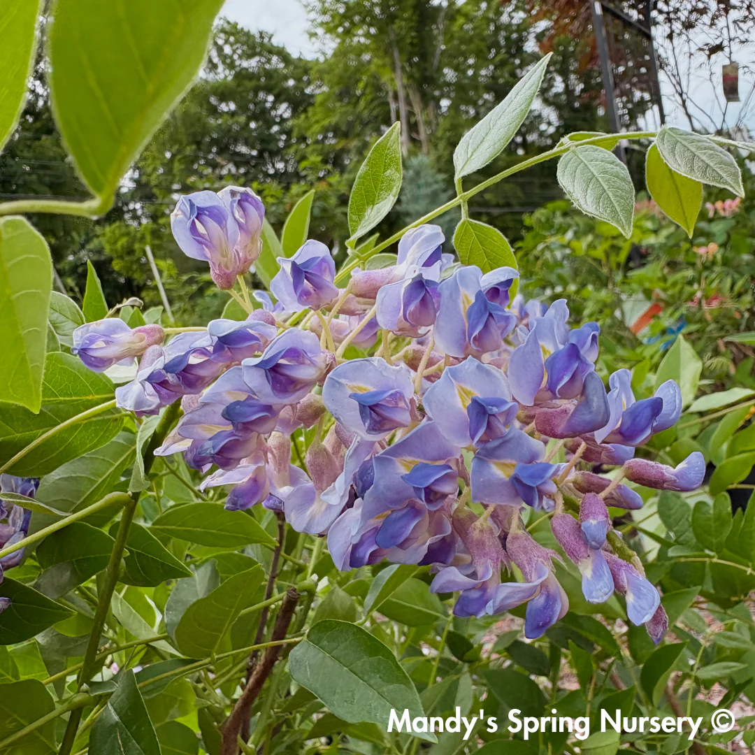 Summer Cascade Wisteria | Wisteria macrostachya 'Betty Matthews' - Image 5