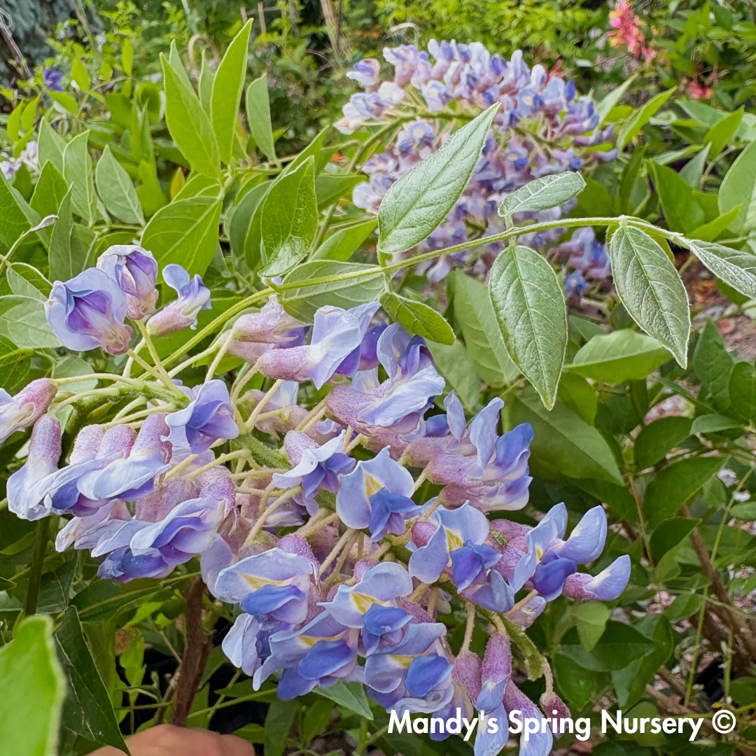 Summer Cascade Wisteria | Wisteria macrostachya 'Betty Matthews' - Image 6