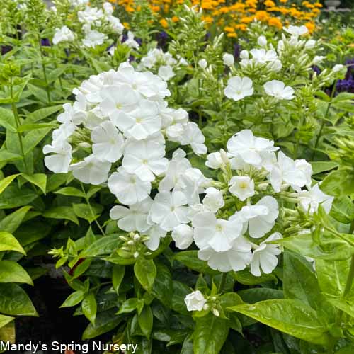 White Flame Summer Phlox | Phlox paniculata - Image 3