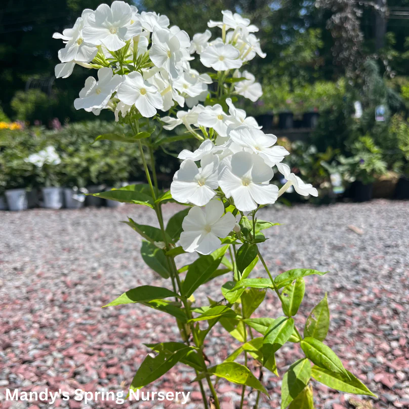 White Flame Summer Phlox | Phlox paniculata - Image 4