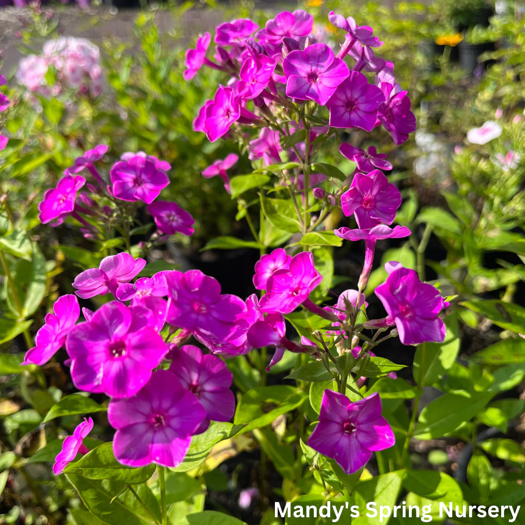 Purple Eye Flame Summer Phlox | Phlox paniculata - Image 5