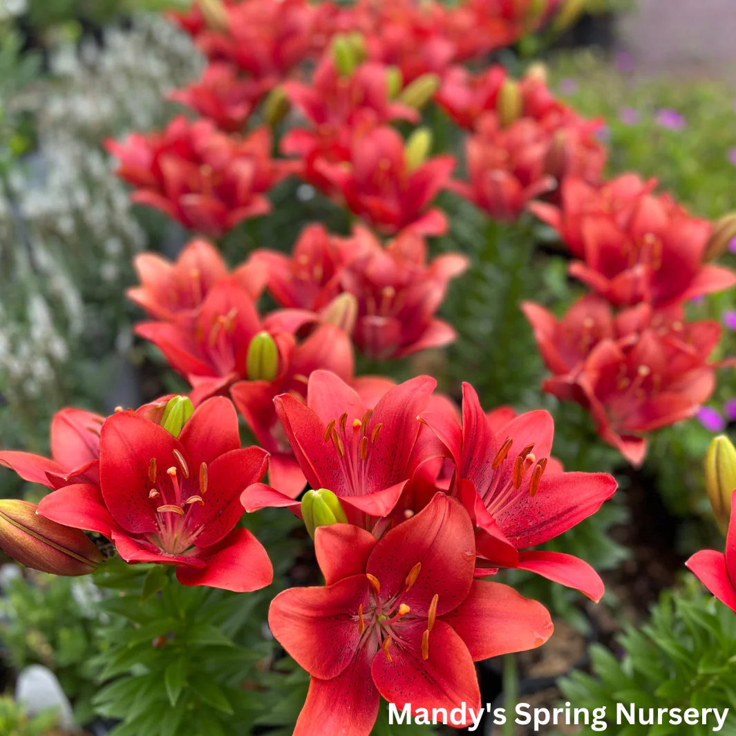 Summer Scarlet®' LA Hybrid Asiatic Lily | longiflorum x asiatic - Image 2