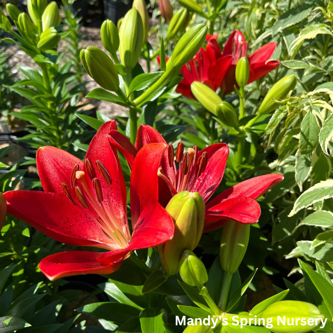 Summer Scarlet®' LA Hybrid Asiatic Lily | longiflorum x asiatic - Image 5