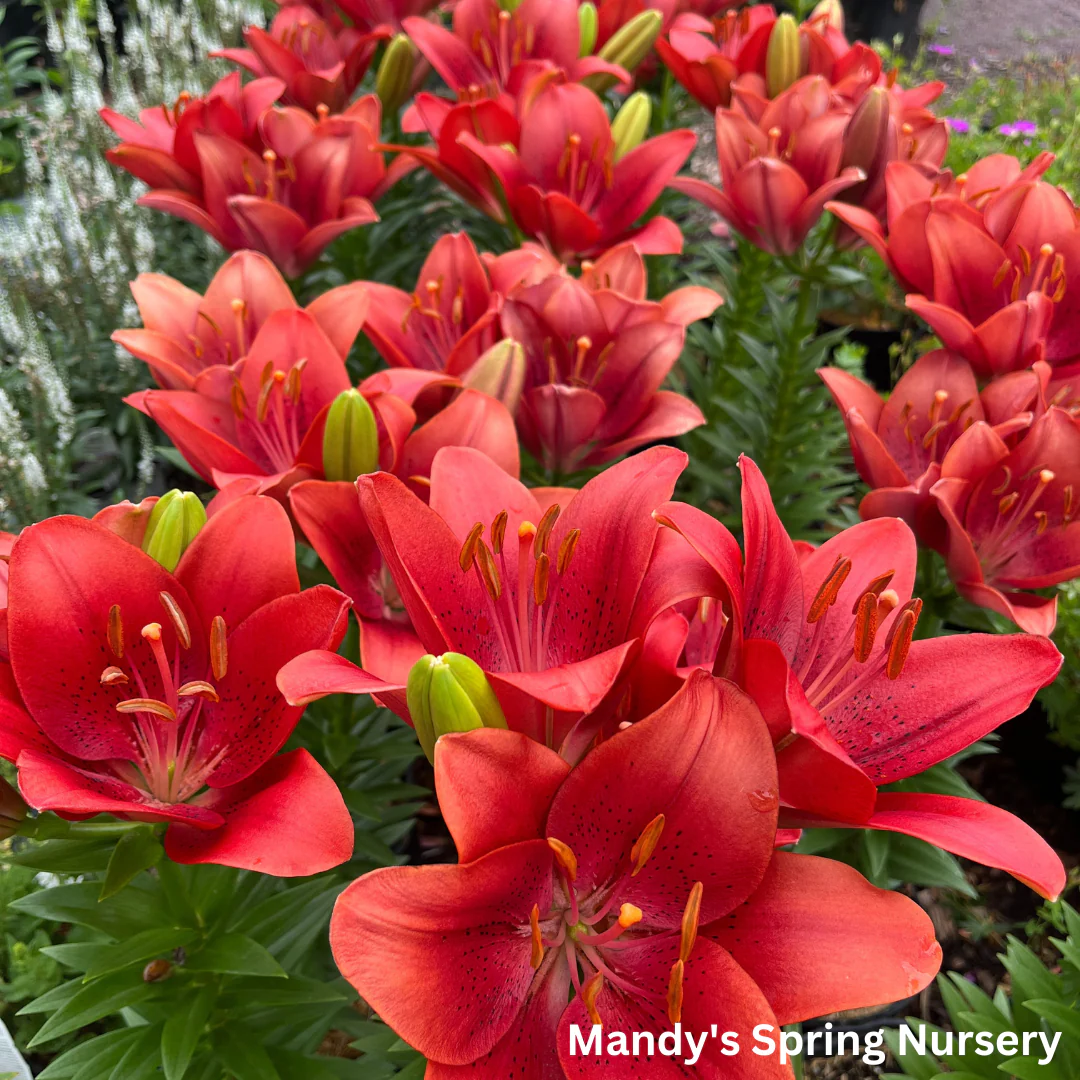 Summer Scarlet®' LA Hybrid Asiatic Lily | longiflorum x asiatic - Image 6