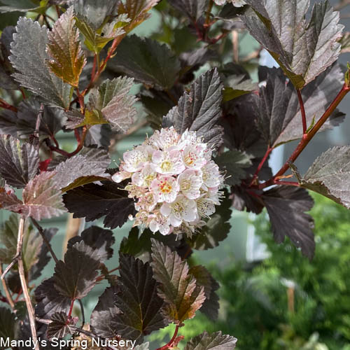 Summer Wine® Ninebark | Physocarpus opu. - Image 3