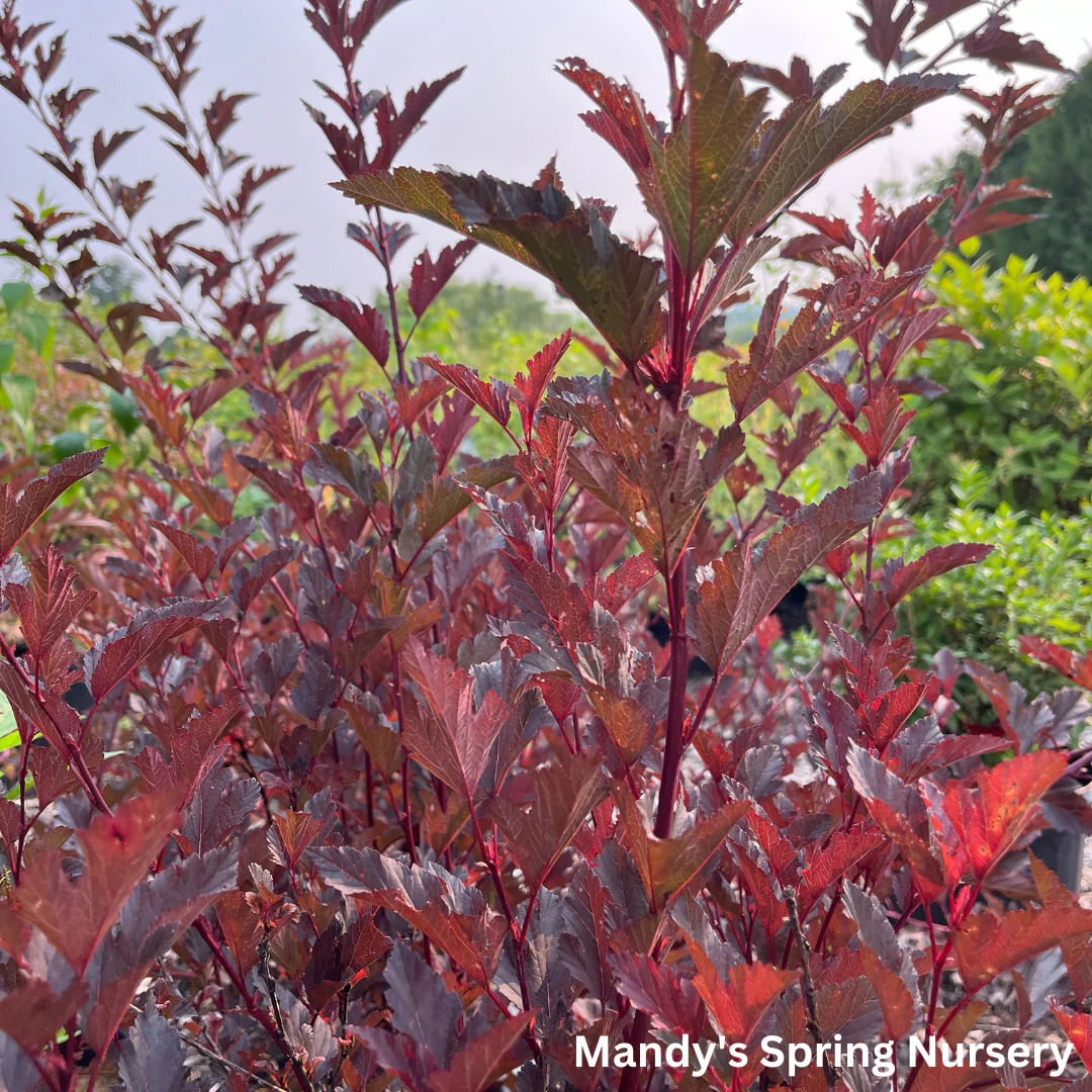 Summer Wine® Ninebark | Physocarpus opu. - Image 7