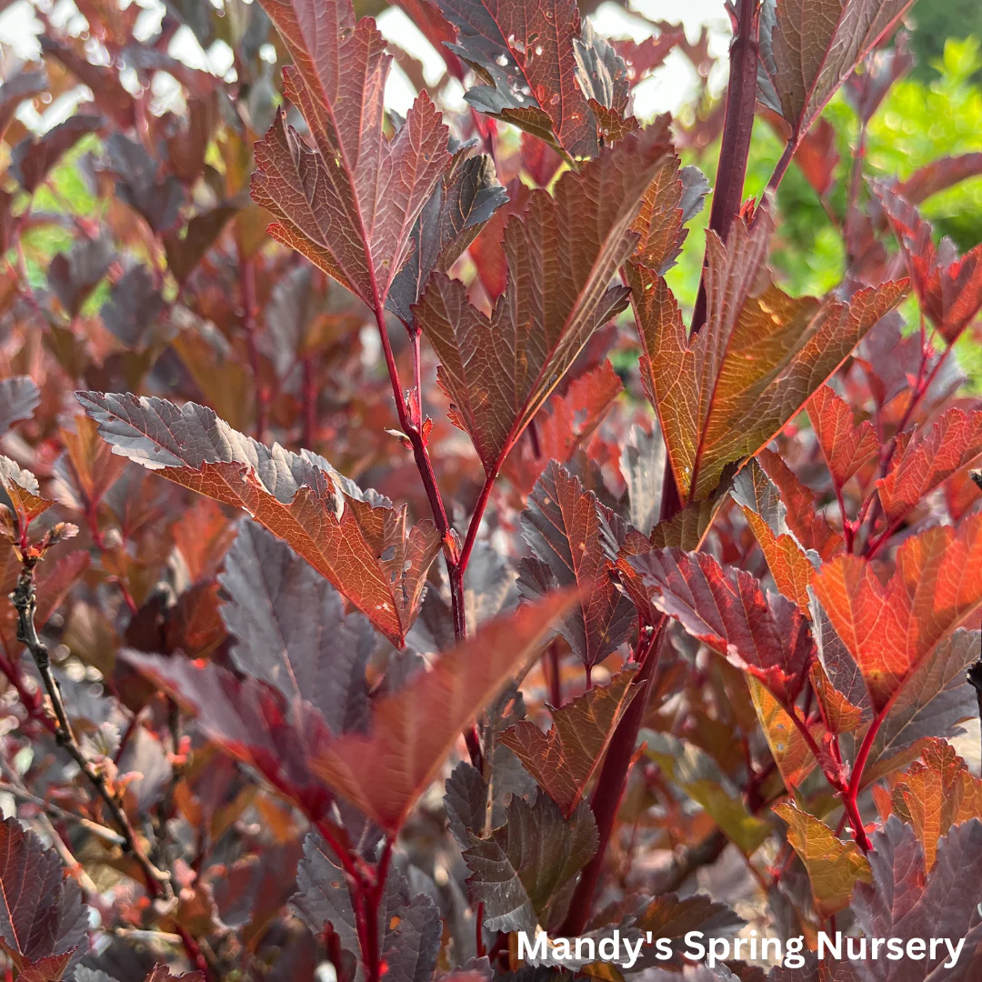Summer Wine® Ninebark | Physocarpus opu. - Image 8