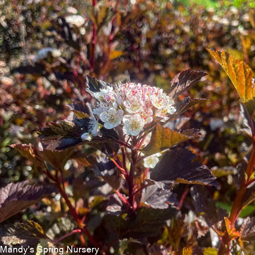Summer Wine Ninebark Tree | Physocarpus opulifolius 'Seward' - Image 3