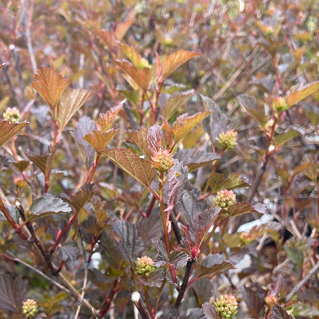 Summer Wine Ninebark Tree | Physocarpus opulifolius 'Seward' - Image 4