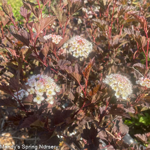 Summer Wine Ninebark Tree | Physocarpus opulifolius 'Seward' - Image 5