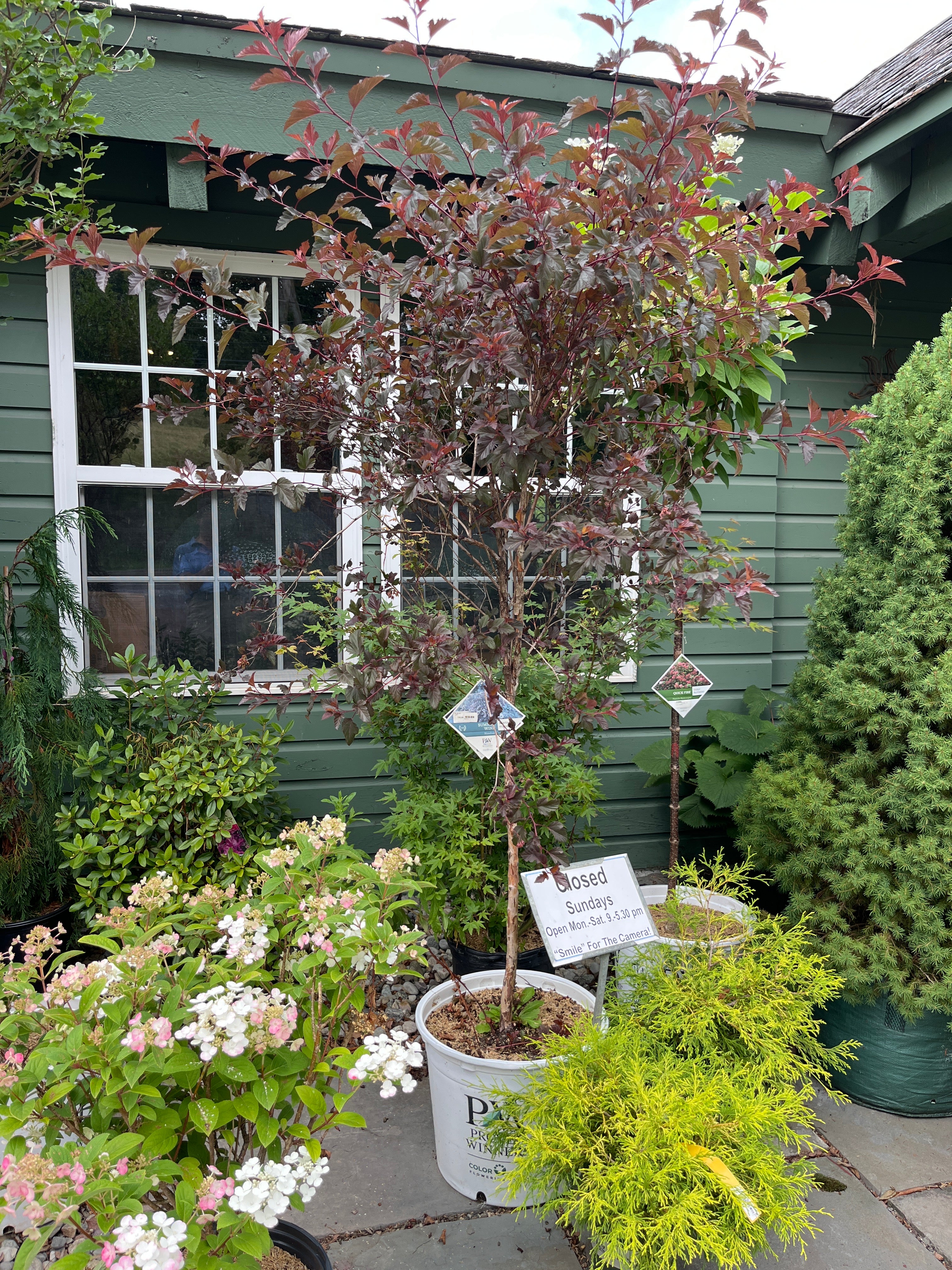 Summer Wine Ninebark Tree | Physocarpus opulifolius 'Seward' - Image 6