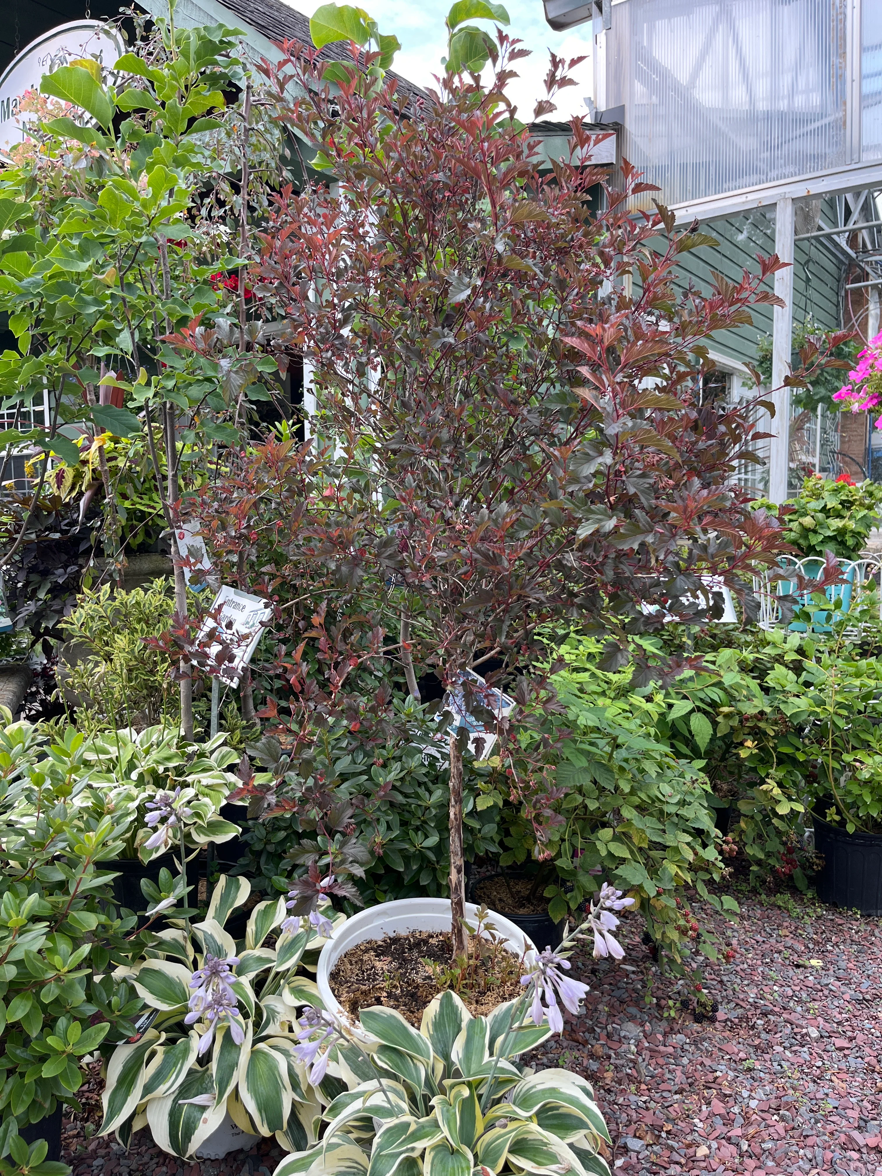 Summer Wine Ninebark Tree | Physocarpus opulifolius 'Seward' - Image 7