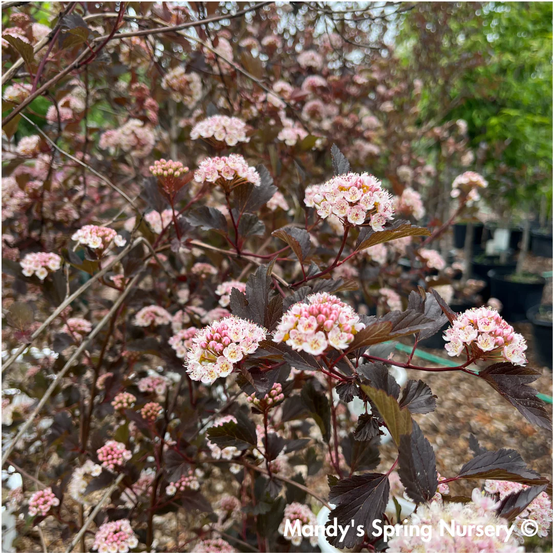 Summer Wine Ninebark Tree | Physocarpus opulifolius 'Seward' - Image 8