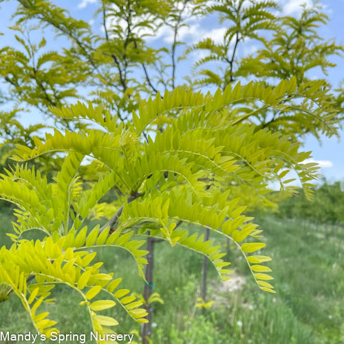 Sunburst Honeylocust | Gleditsia triacanthos var. inermis 'Suncole' - Image 2