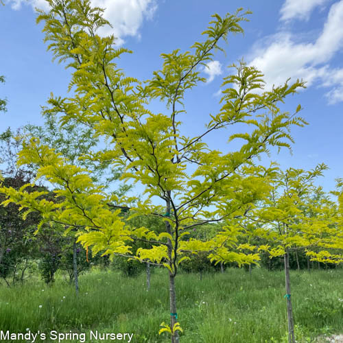 Sunburst Honeylocust | Gleditsia triacanthos var. inermis 'Suncole' - Image 3