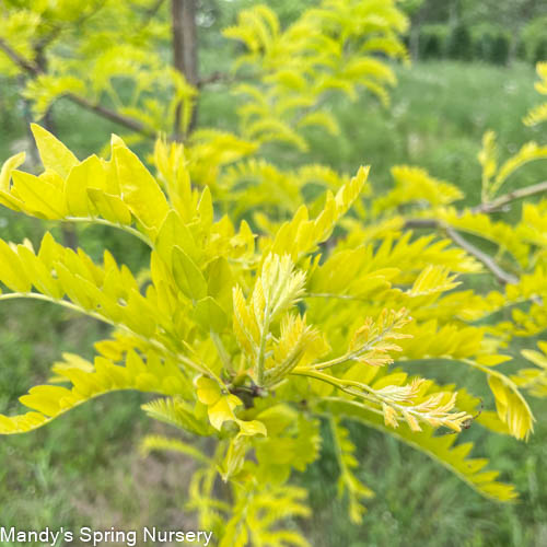 Sunburst Honeylocust | Gleditsia triacanthos var. inermis 'Suncole' - Image 4