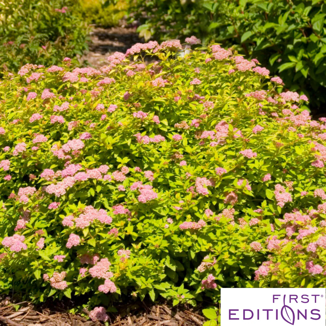 Sundrop™ Spirea | Spiraea 'Bailcarol' - Image 2