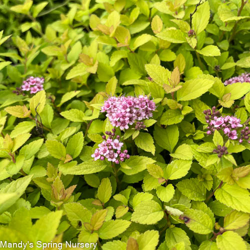 Sundrop™ Spirea | Spiraea 'Bailcarol' - Image 3