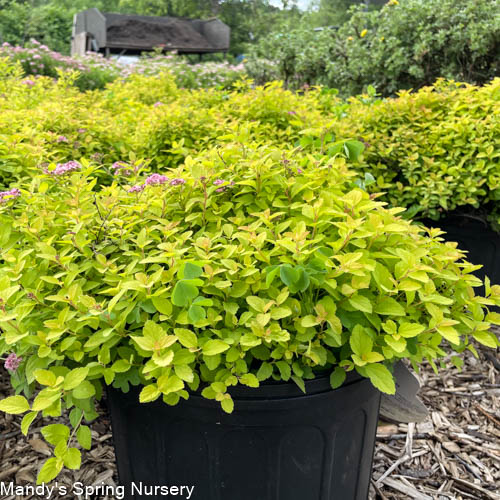 Sundrop™ Spirea | Spiraea 'Bailcarol' - Image 5