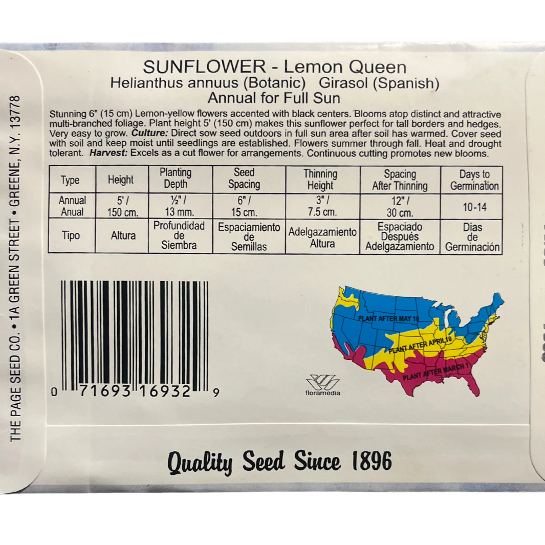 Sunflower - Lemon Queen Seeds - Image 2