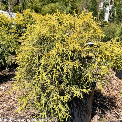 Golden Threadleaf Falsecypress | Chamaecyparis pisifera 'Filifera Aurea' - Image 3