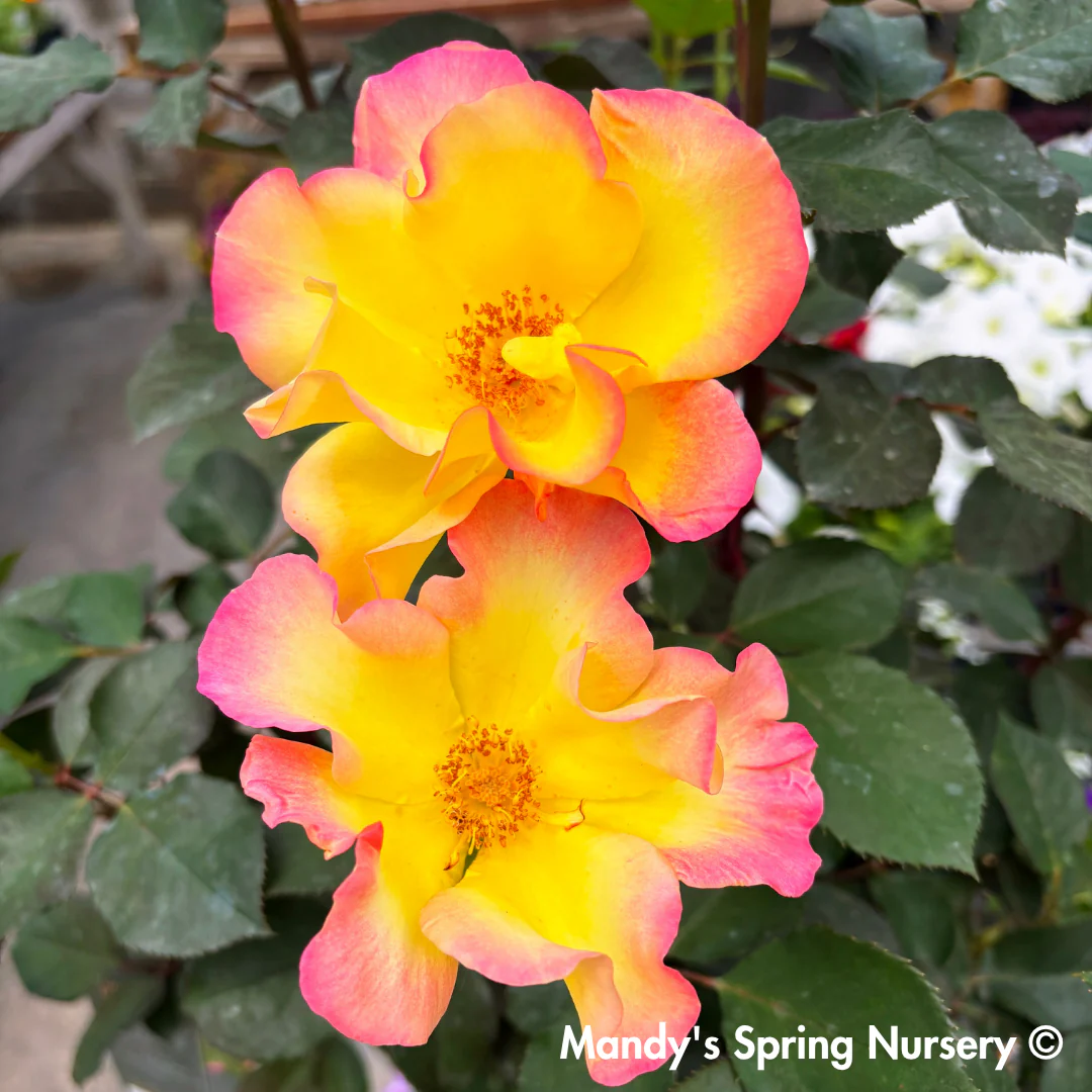 Sunset Horizon Floribunda Rose Tree-Form | Rosa - Image 2
