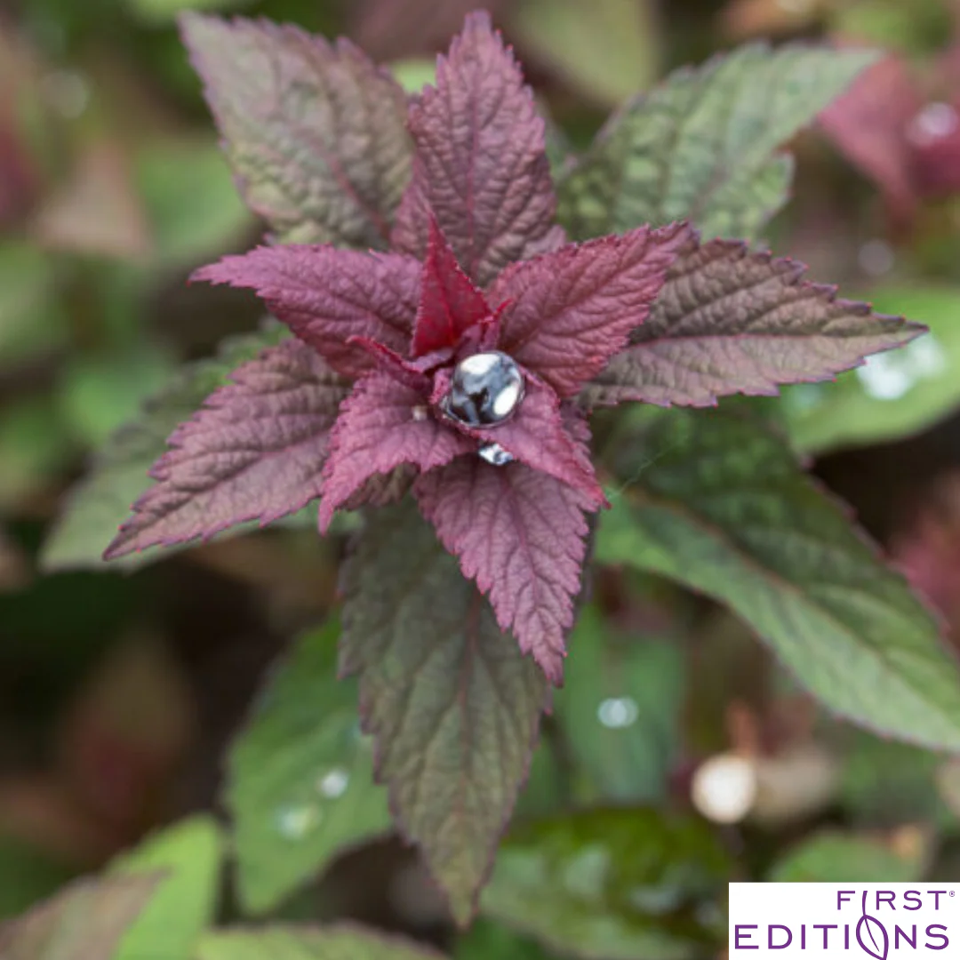 Superstar Spirea | Spiraea x bumalda - Image 10