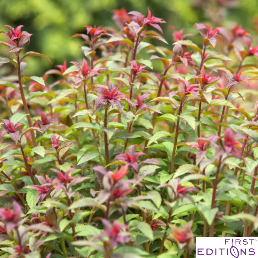 Superstar Spirea | Spiraea x bumalda - Image 11