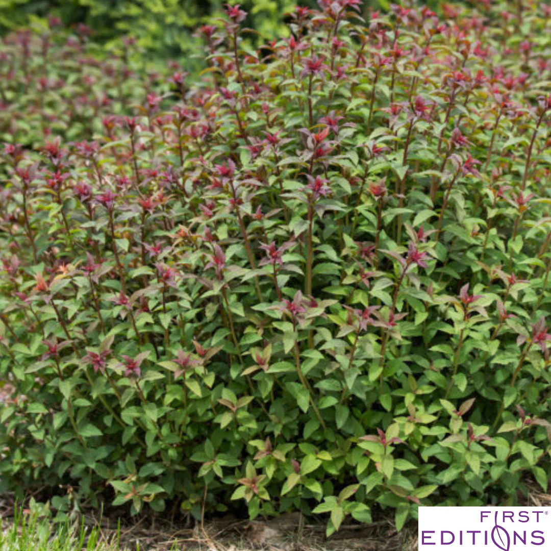 Superstar Spirea | Spiraea x bumalda - Image 12