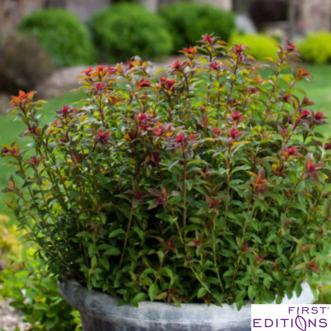 Superstar Spirea | Spiraea x bumalda - Image 13