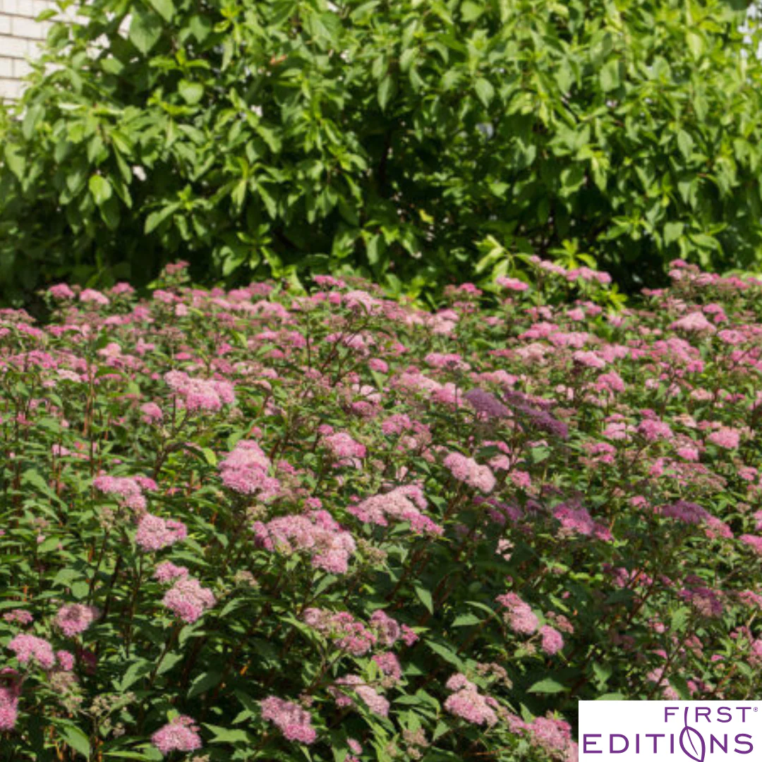 Superstar Spirea | Spiraea x bumalda - Image 14