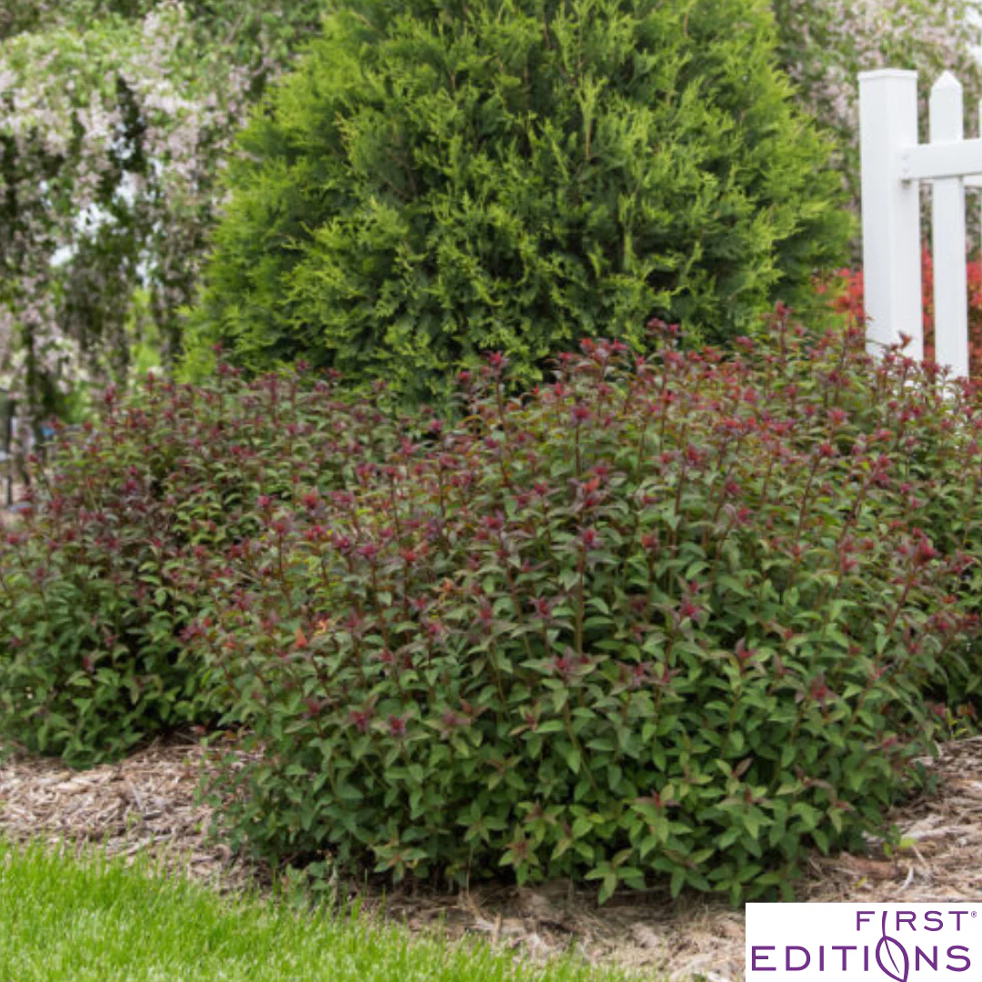 Superstar Spirea | Spiraea x bumalda - Image 3