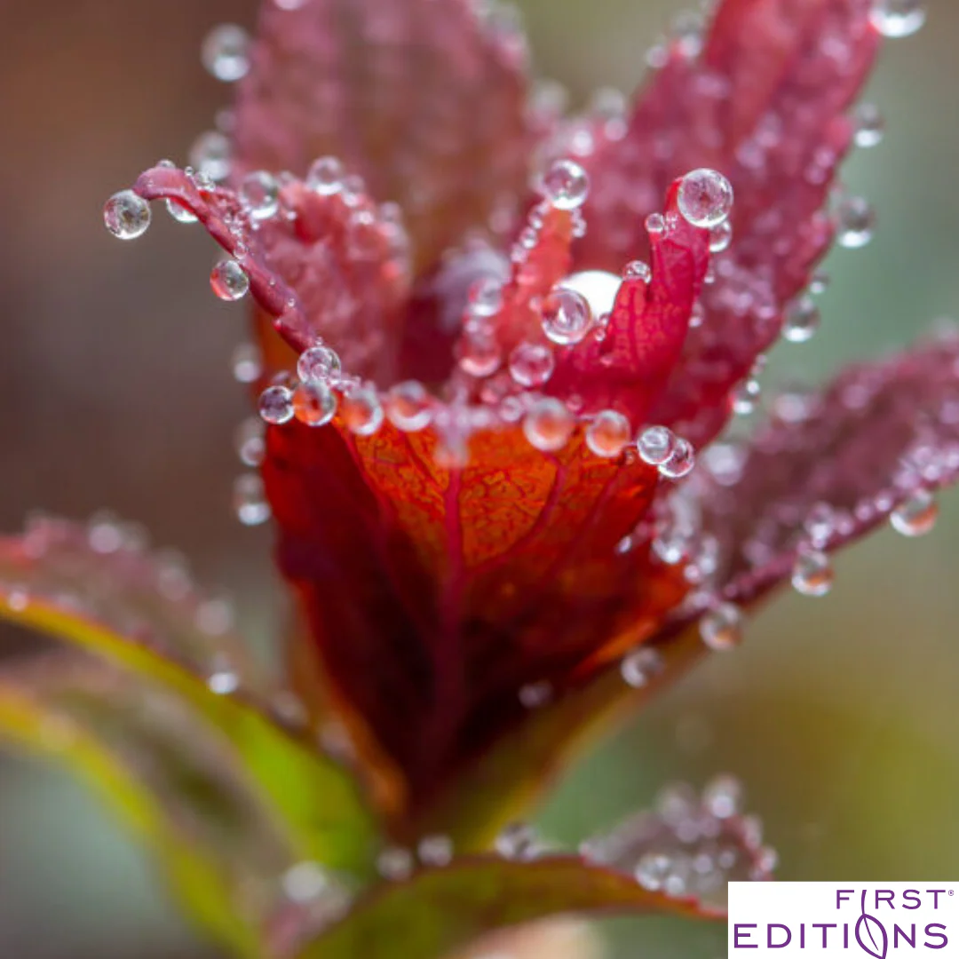 Superstar Spirea | Spiraea x bumalda - Image 4