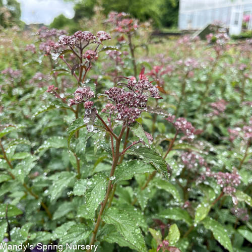 Superstar Spirea | Spiraea x bumalda - Image 5