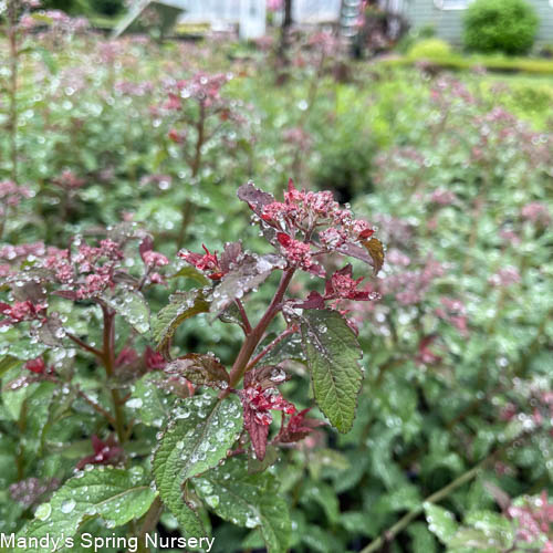 Superstar Spirea | Spiraea x bumalda - Image 6