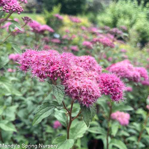 Superstar Spirea | Spiraea x bumalda - Image 7