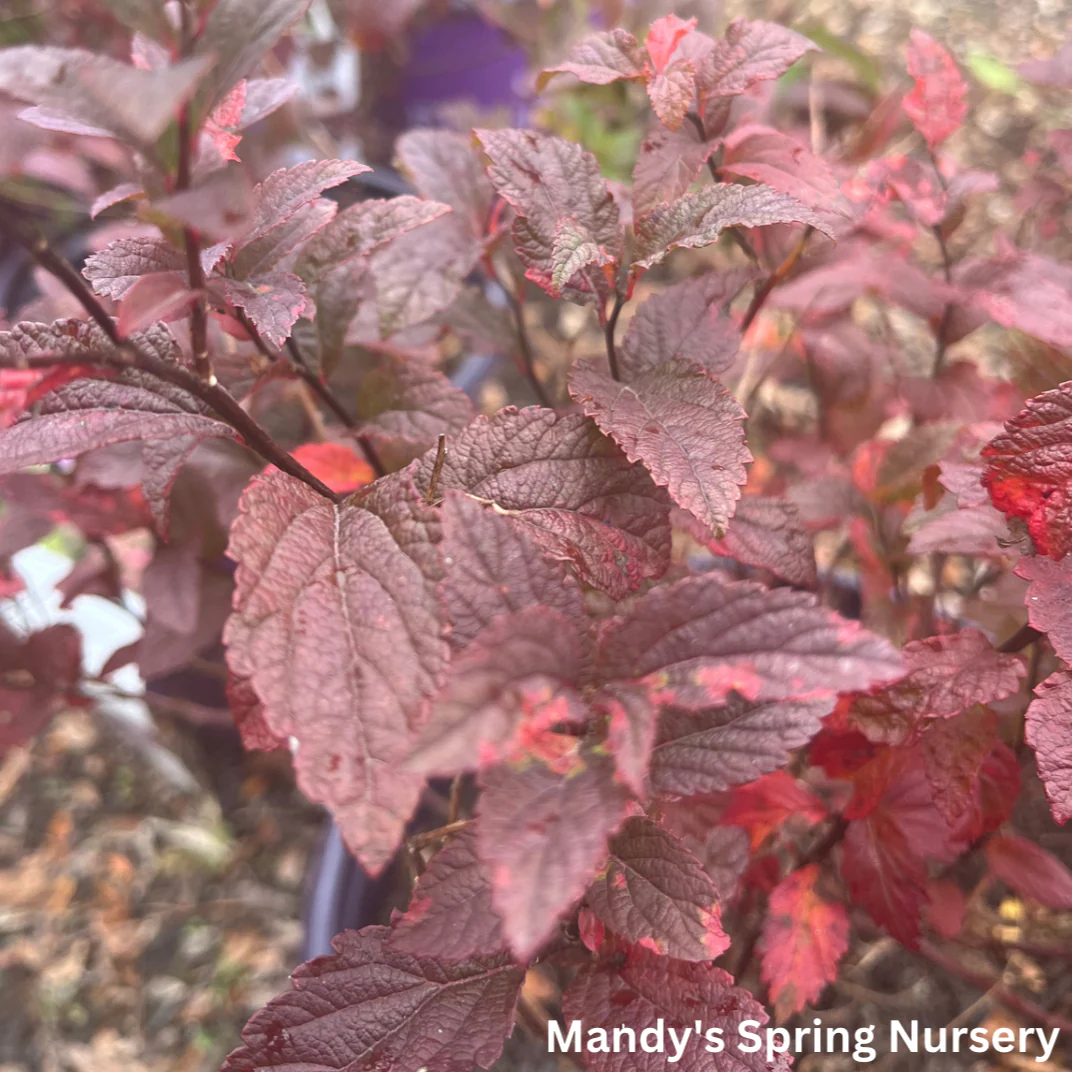Superstar Spirea | Spiraea x bumalda - Image 8