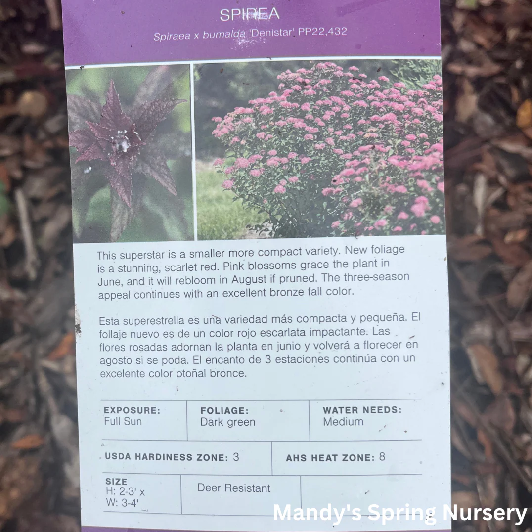 Superstar Spirea | Spiraea x bumalda - Image 9