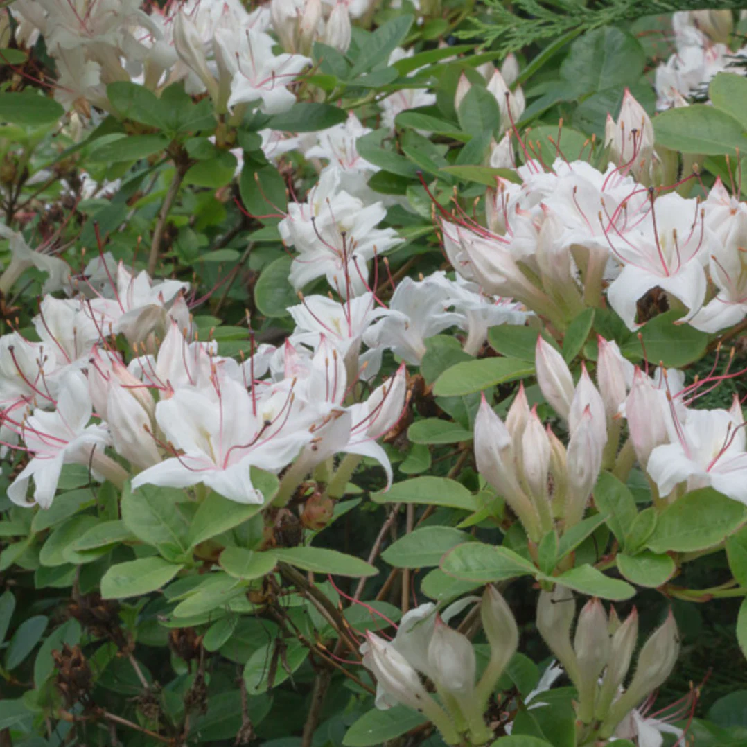 Sweet Azalea | Rhododendron arborescens - Image 2