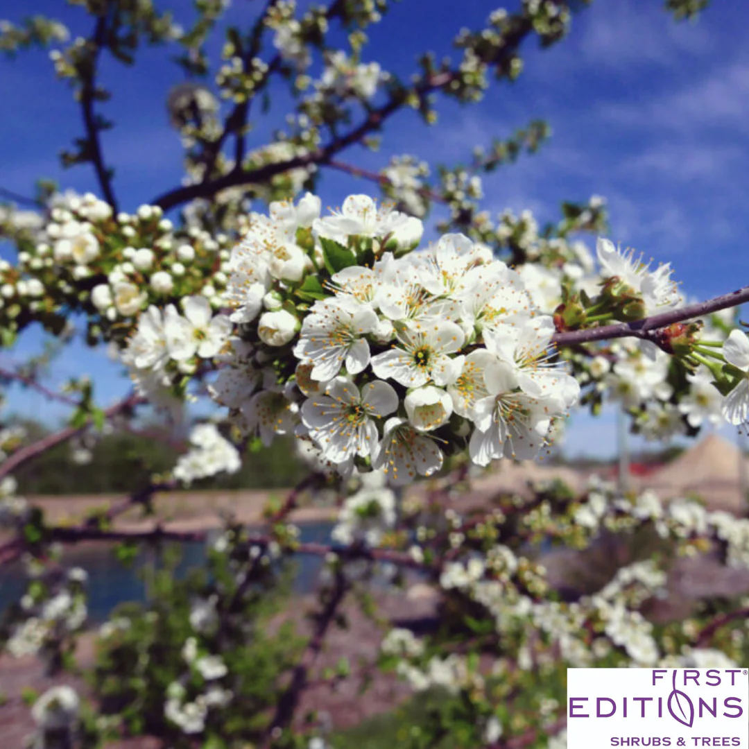 'Sweet Cherry Pie' Cherry Tree | Prunus cerasus 'Eubank' - Image 2