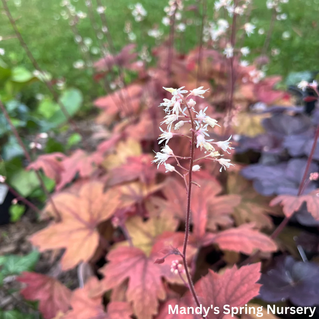 'Sweet Tea' Foamy Bells | Heucherella 'Sweet Tea' - Image 3