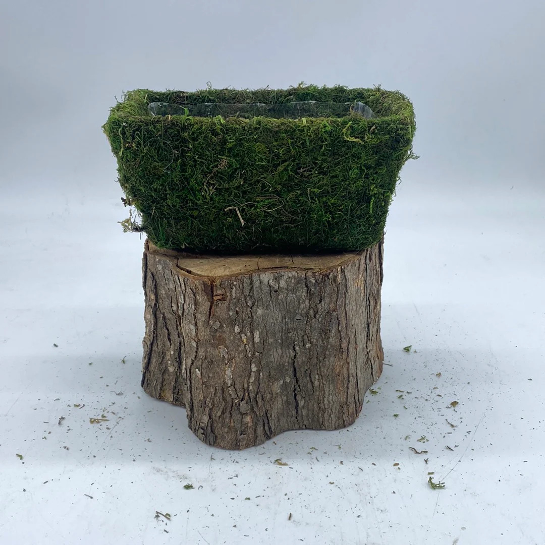 Moss Planters - Image 5