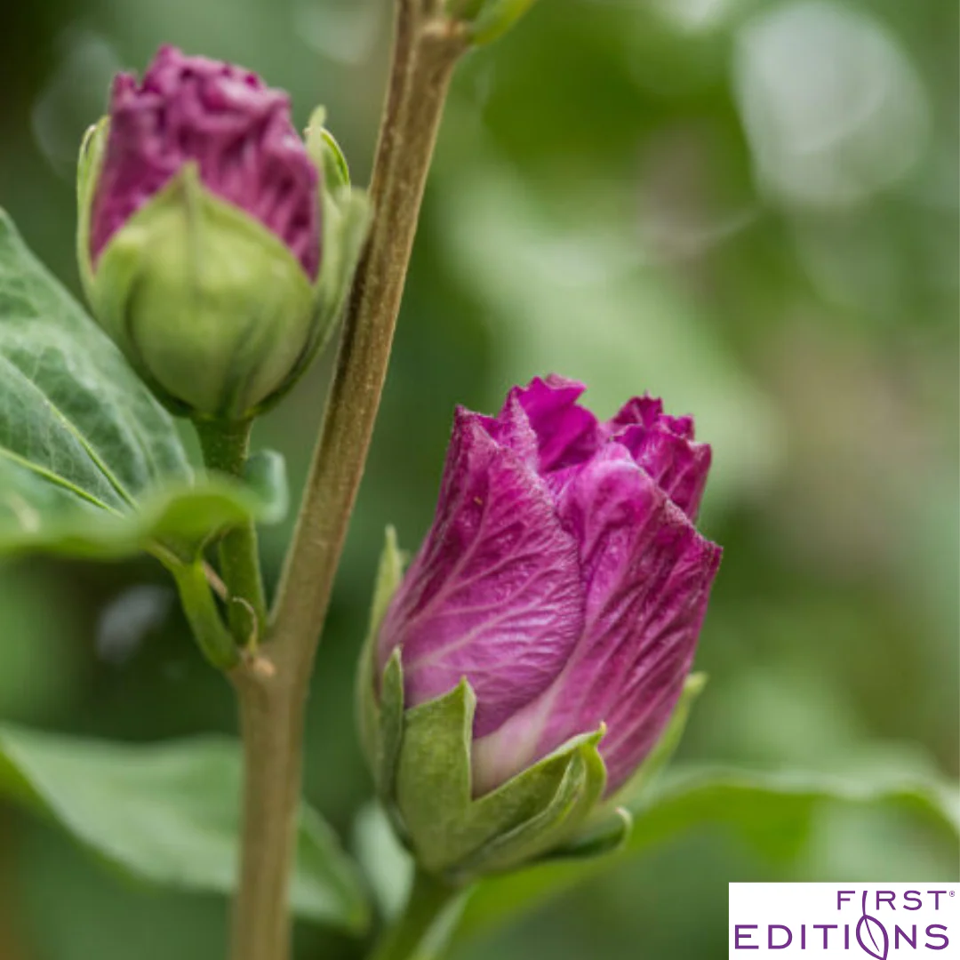 Tahiti Rose of Sharon | Hibiscus syriacus - Image 2