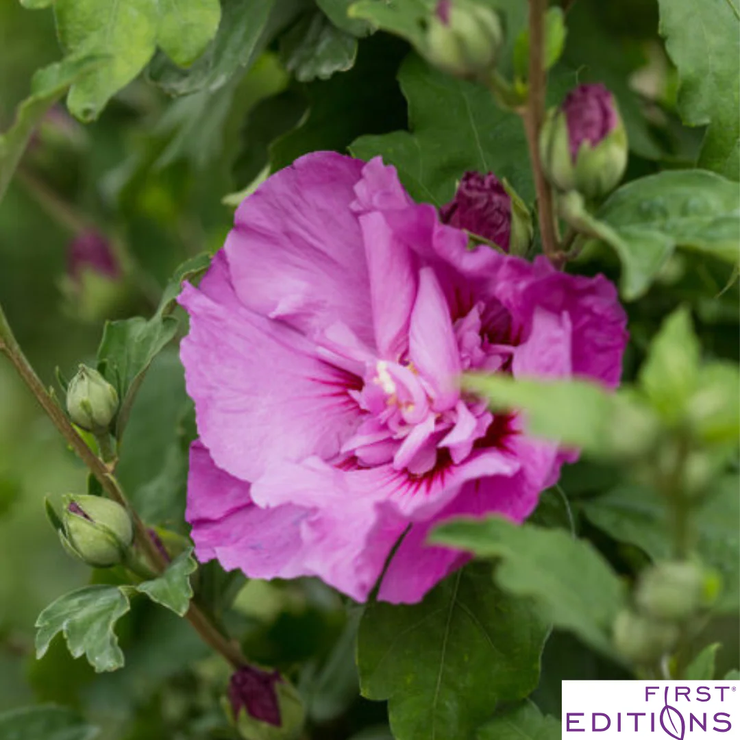 Tahiti Rose of Sharon | Hibiscus syriacus - Image 6