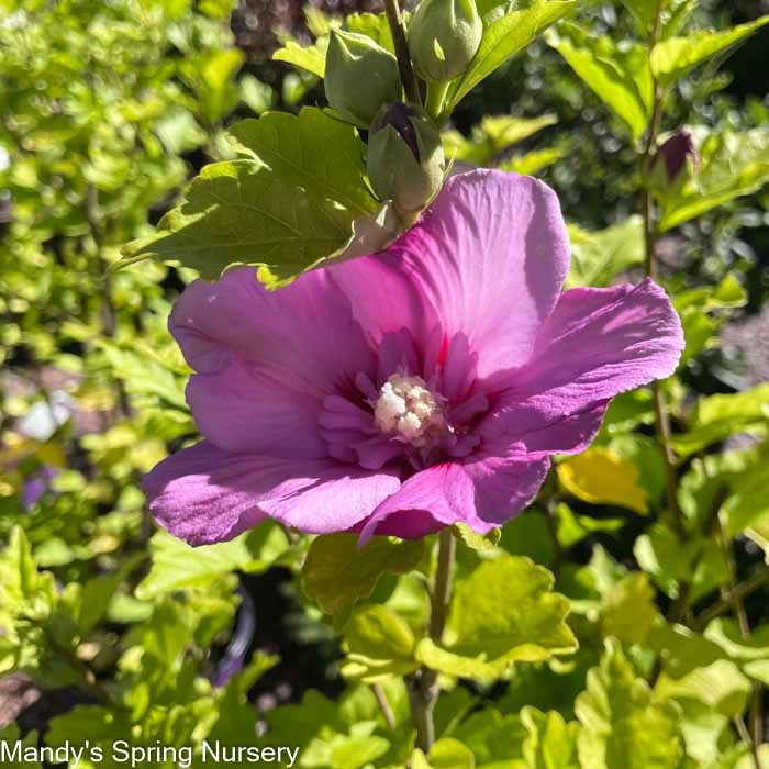 Tahiti Rose of Sharon | Hibiscus syriacus - Image 7